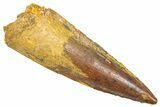 Fossil Spinosaurus Tooth - Real Dinosaur Tooth #361292-1